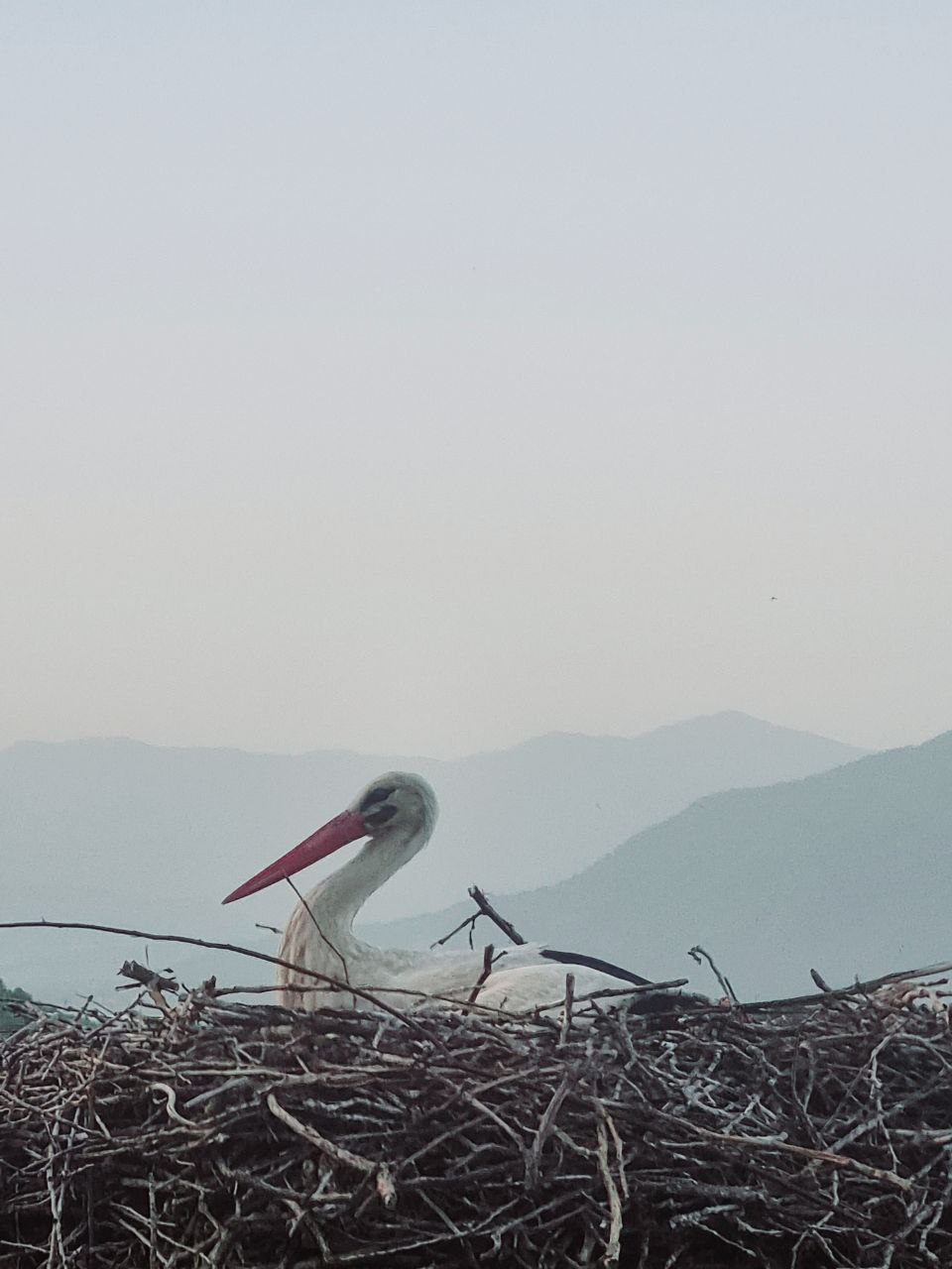 A stork in its nest, with mountains beyond.