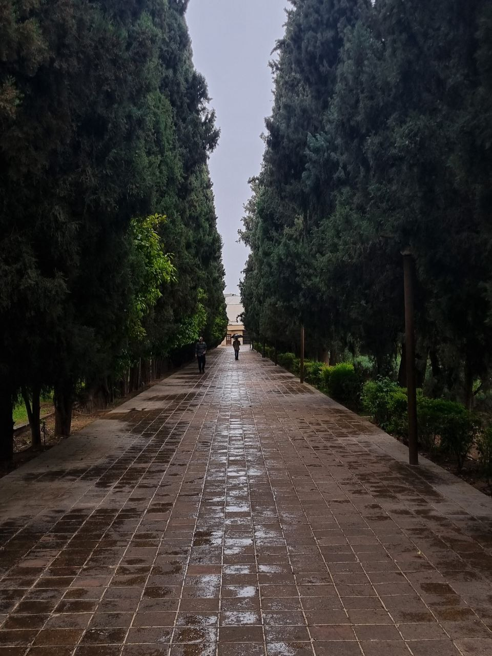 Eram Garden — a wet path between cypress trees.