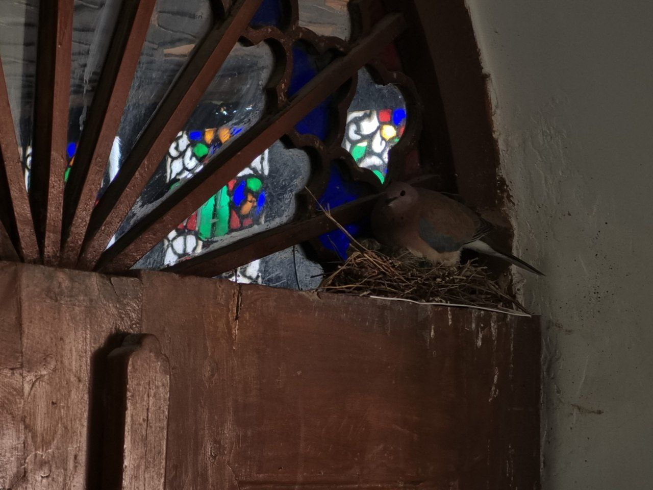 A bird nesting beside coloured glass in a wooden window.