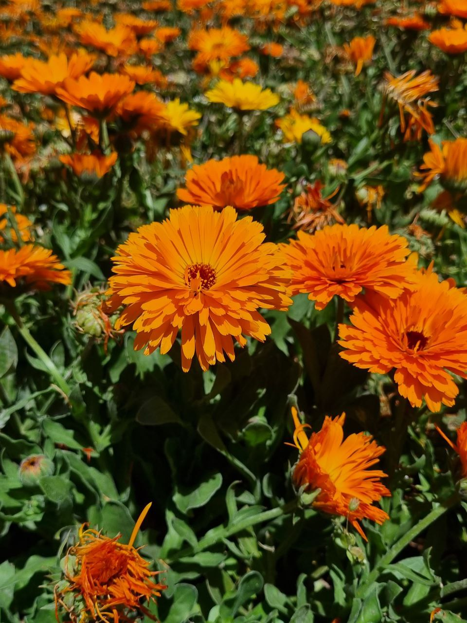 Orange flowers during a garden visit in Shiraz.