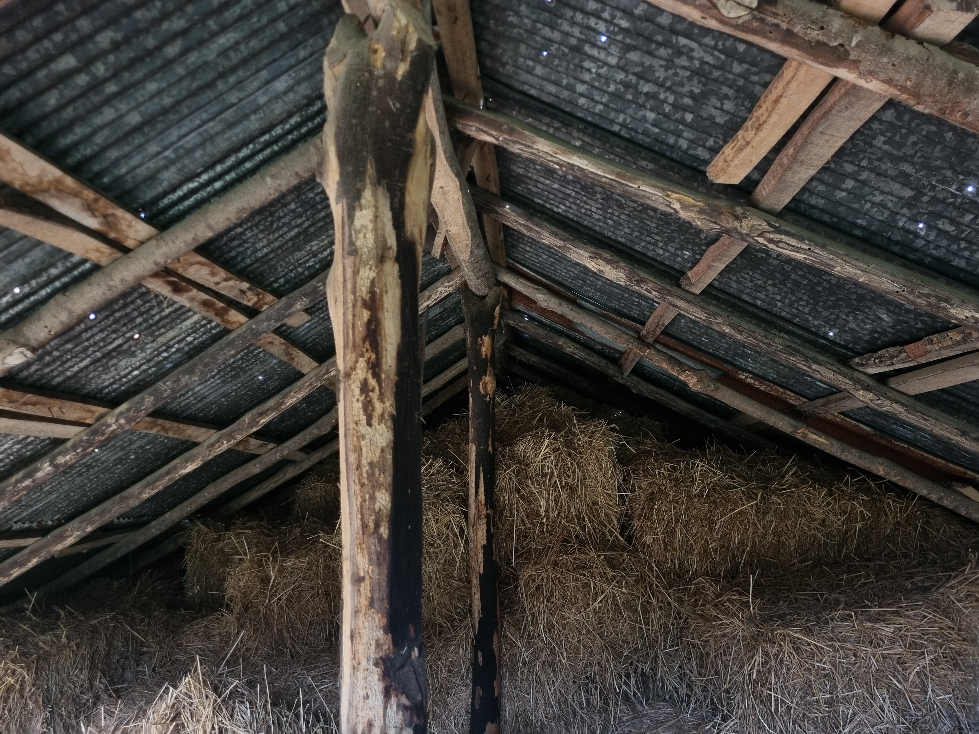 Roof covering and timber support viewed from inside the Telar